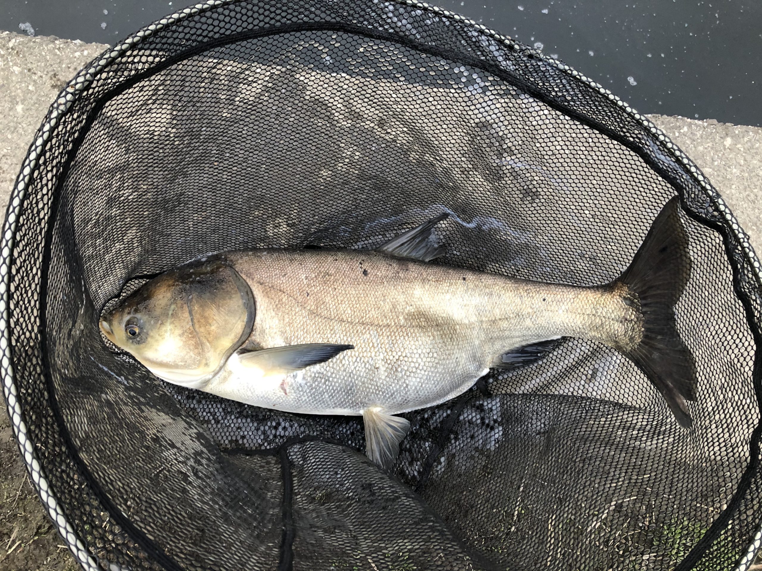 こだわりレンギョ釣り その5 実践編 こだわりアウトドア