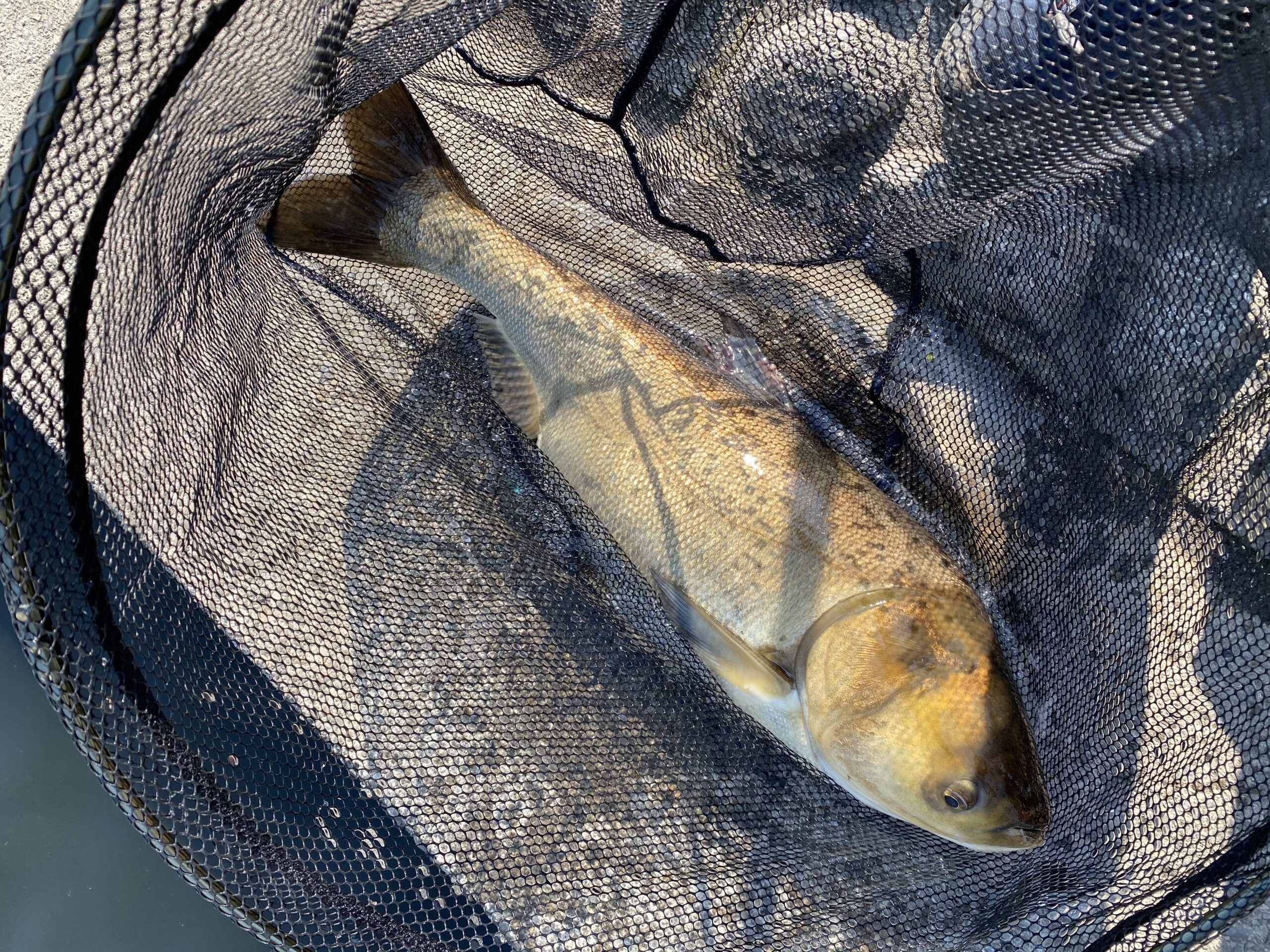 こだわりレンギョ釣り こだわりアウトドア